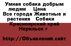 Умная собака добрым людям. › Цена ­ 100 - Все города Животные и растения » Собаки   . Красноярский край,Норильск г.